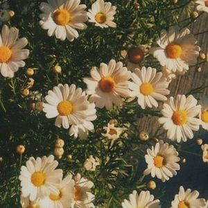 Meet your Posher, Bridget